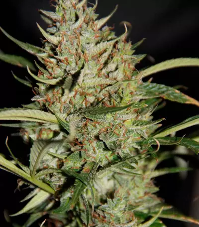 Auto Banana Blaze feminized seeds