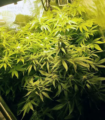 Auto Somango feminized seeds