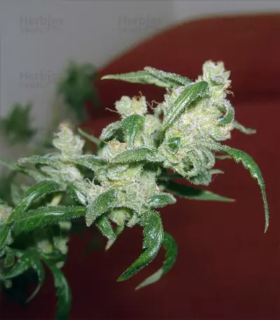 Berry Ryder Auto feminized seeds