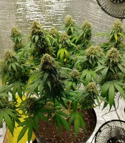Blue Cheese cannabis strain