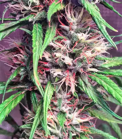 Bruce Banner #3 Seeds (Big Head Seeds)