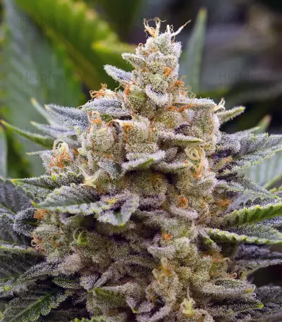 Chemdawg #4 (Big Head Seeds)