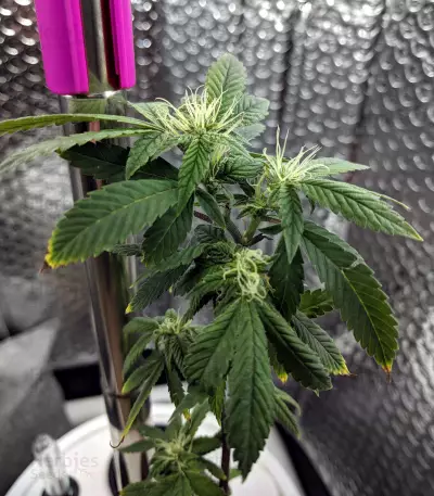 Chemdawg #4 (Big Head Seeds)