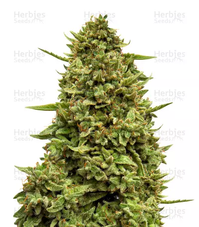 Crazy Mouse Cheese feminized seeds
