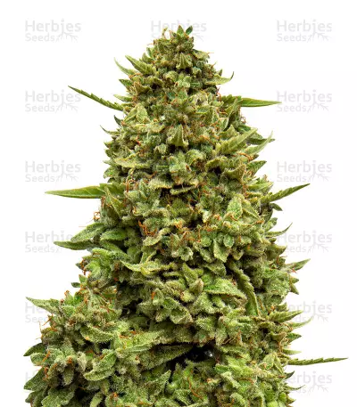 Buy Crazy Mouse Cheese feminized seeds