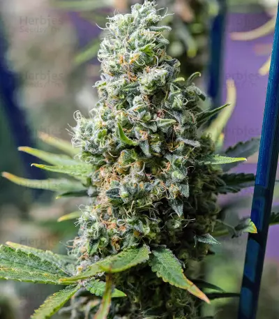 Critical Kush Seeds