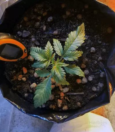Critical Mass Automatic feminized seeds