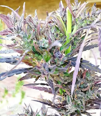 Critical Seeds