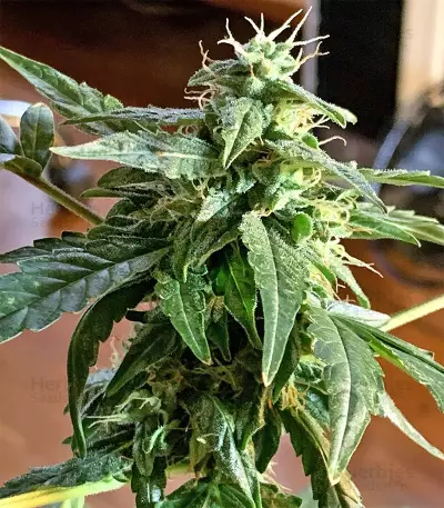 Durban Seeds (CannaBioGen)