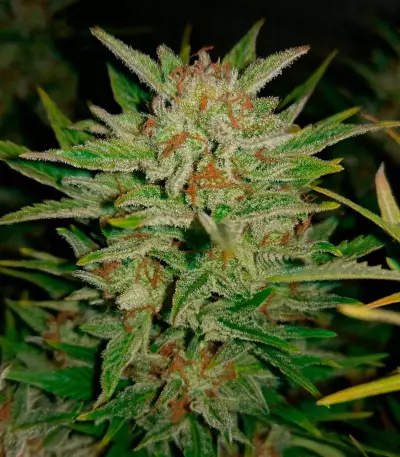 Graines de cannabis Fast & Vast Auto (Heavyweight Seeds)