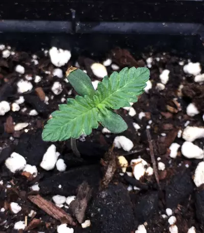 Gelato 33 feminized seeds (Advanced Seeds)