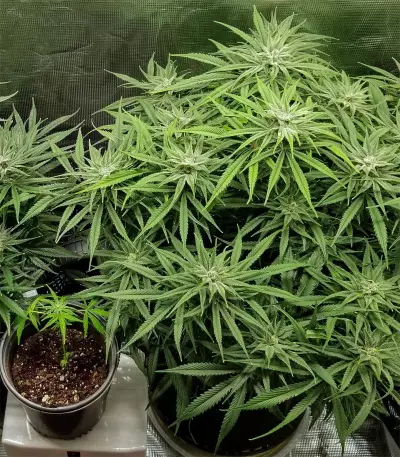 Graines féminisées de Gorilla Cookies (Big Head Seeds)