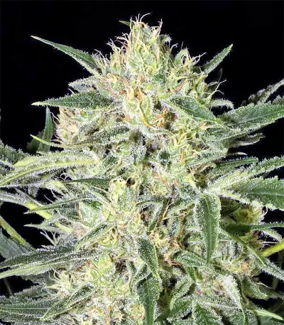 Hawaiian Punch Seeds