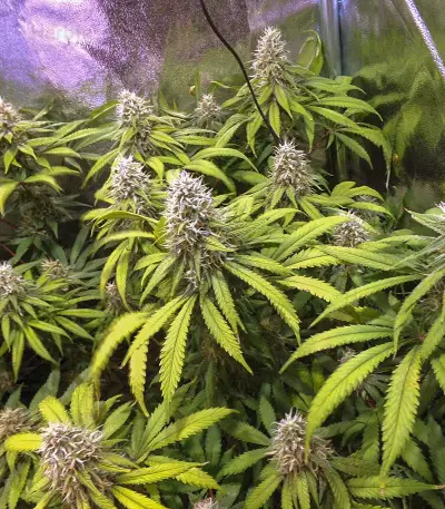 Jägg Kush feminized seeds