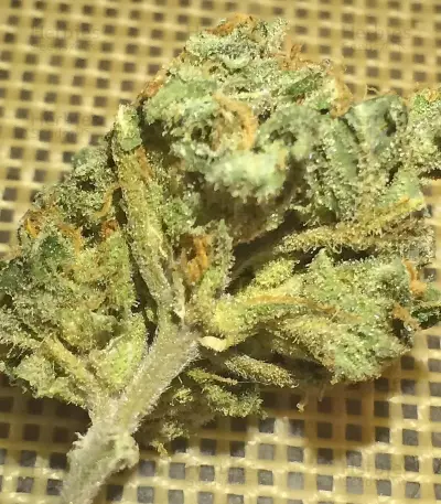 Graines de cannabis Krippleberry Auto (Dr. Krippling Seeds)