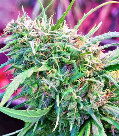 Malawi Breeders Pack Seeds