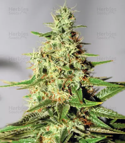 Master Kaze Seeds