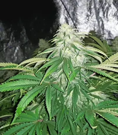 Old school Seeds