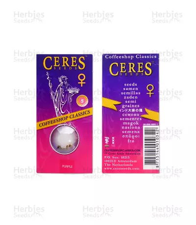 Purple feminized seeds (Ceres Seeds)