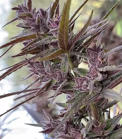 Graines de cannabis Panama Haze (Ace Seeds)