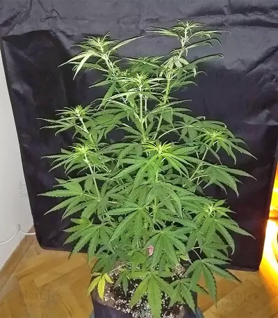 Panama cannabis strain