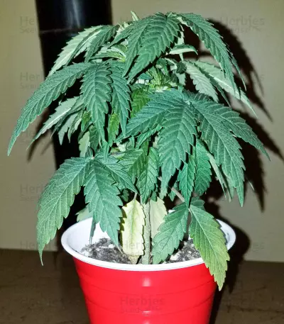 Red Russian XXL Seeds