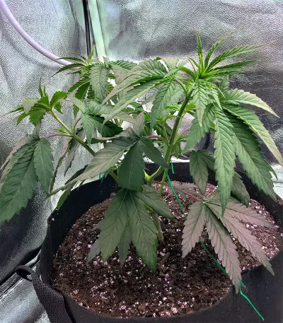 Skywalka Ghost Kush (Big Head Seeds)