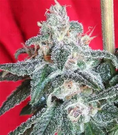 Snow Moon Seeds