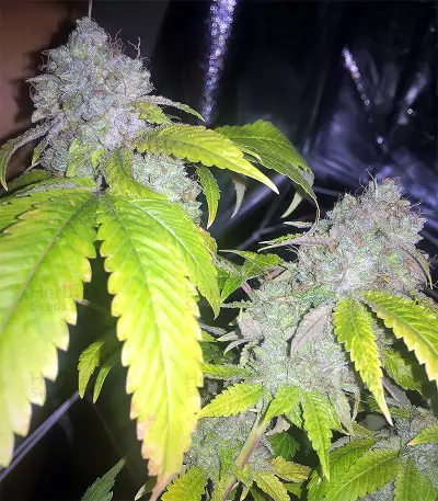 Sour Kosher (DNA Genetics)