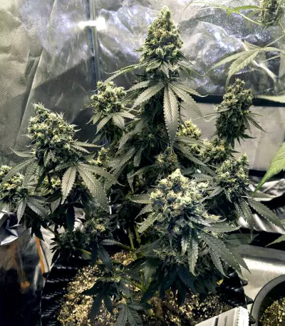 Graines de cannabis Sour Tangie (Reserva Privada)
