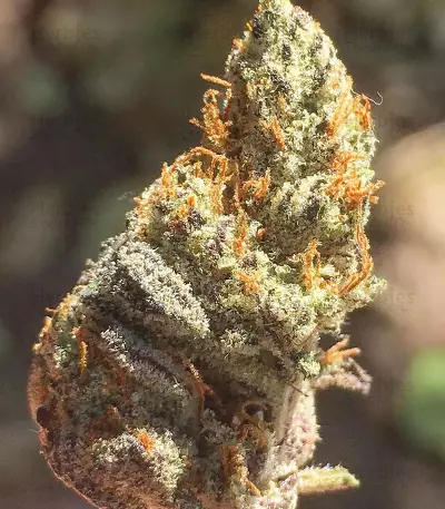 JillyBean Seeds