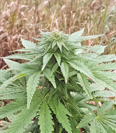 Super Skunk Autoflower (Seedstockers)