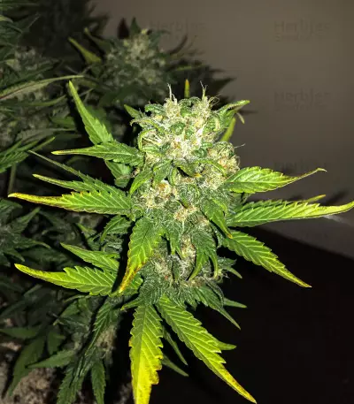 Tangie'matic Auto Seeds