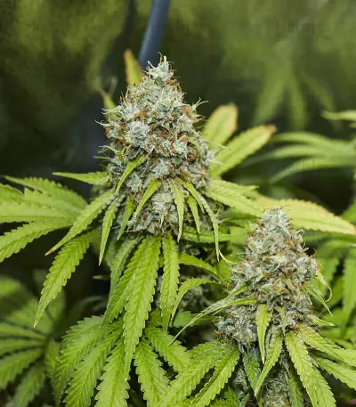 Semillas feminizadas Trainwreck