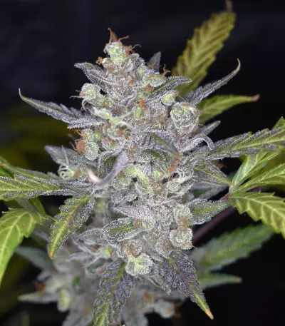 Wedding Cake Auto feminized seeds (Original Sensible Seeds)