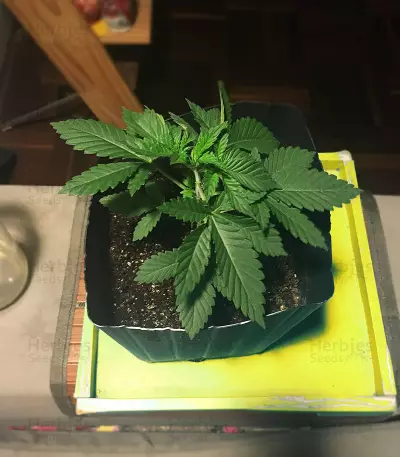 Semi femminizzati di White Widow (Big Head Seeds)