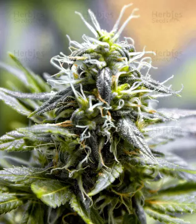 X18 Pure Pakistani Regular seeds