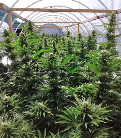 Zamaldelica feminized seeds