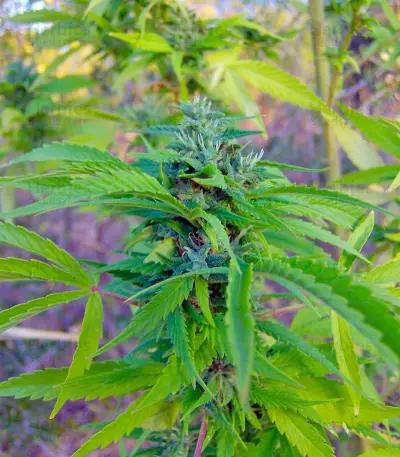 Arjan's Haze #3 (GHS)