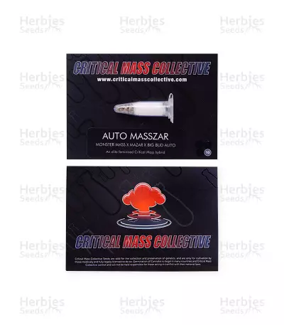 Auto Masszar Seeds