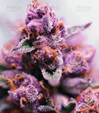 Auto Mendo Mass Seeds