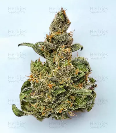 Big Bomb Auto feminized seeds