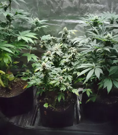 Black Domina (Herbies Seeds)