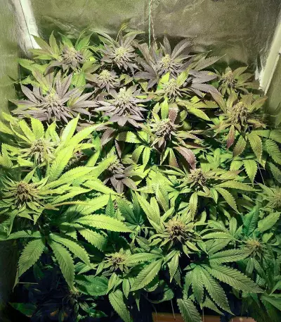 Graines de cannabis Blue Pyramid (Pyramid Seeds)