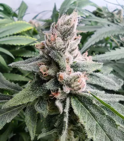 Graines de cannabis Critical Daddy (BlimBurn Seeds)