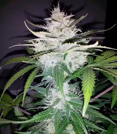 Cropical Fruit Auto feminized seeds