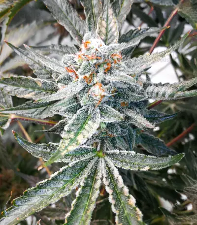 Sementes Feminizadas de Delicious Cookies Early Version (Delicious Seeds)