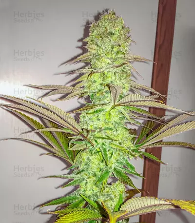 Eleven Roses Early Version Seeds (Delicious Seeds)