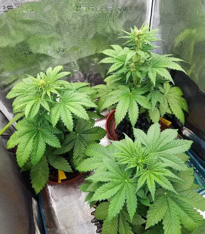 Lemon Cherry Cookies Auto เมล็ดพันธุ์สตรี (Fast Buds)