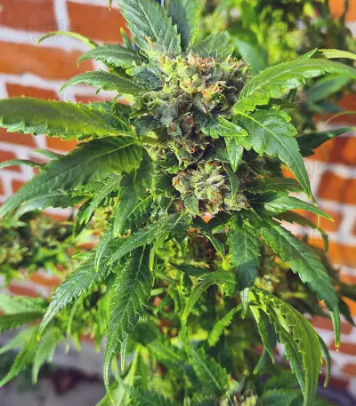 Pumpkin Kush Seeds